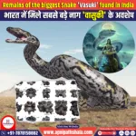 Remains of the biggest Snake ‘Vasuki’ found in India