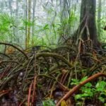 मायरिक्टिका दलदली जंगल (Myristica swamp forest)