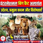 इंटरनेशनल बिग कैट अलायंस (आईबीसीए)
