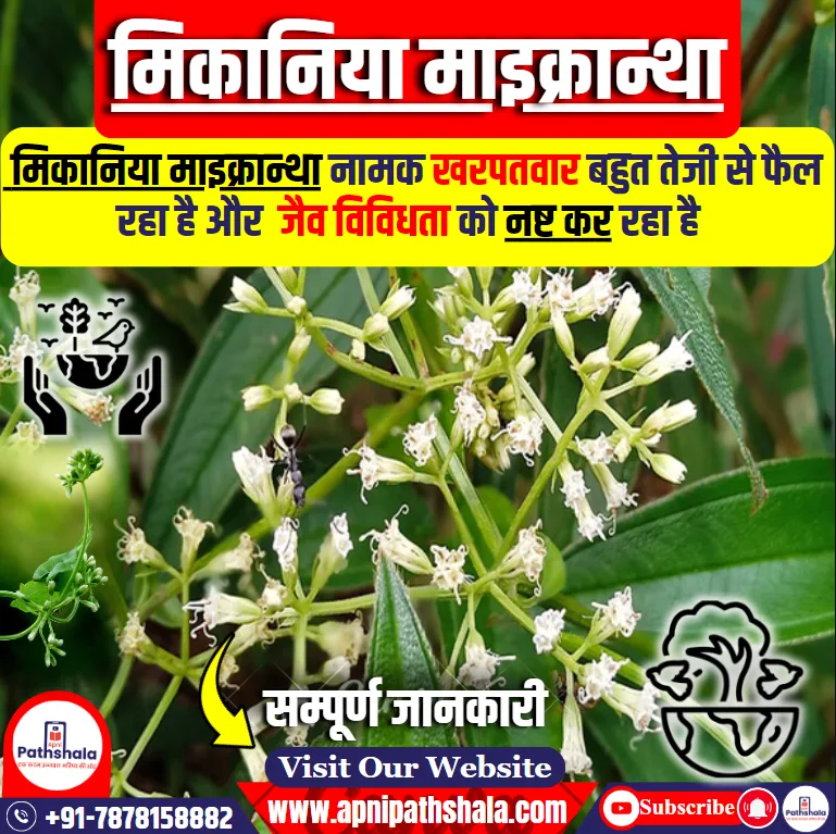 मिकानिया माइक्रान्था