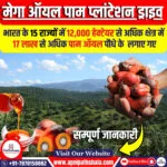 मेगा ऑयल पाम प्लांटेशन ड्राइव 2024