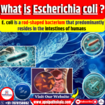 E. coli: A Comprehensive Overview