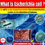 E. coli: A Comprehensive Overview