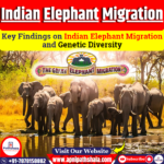 Key Findings on Indian Elephant Migration and Genetic Diversity