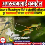अगस्त्यमलाई बम्बूटेल: नई डैमसेल्फ़लाई प्रजाति