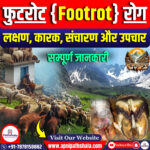 फुटरोट रोग