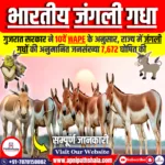 भारतीय जंगली गधा (Equus hemionus)