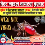 वेस्ट नाइल बुखार