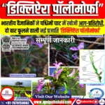 भारतीय वैज्ञानिकों ने पश्चिमी घाट में खोजी आग-प्रतिरोधी, दो बार फूलने वाली नई प्रजाति ‘डिक्लिप्टेरा’