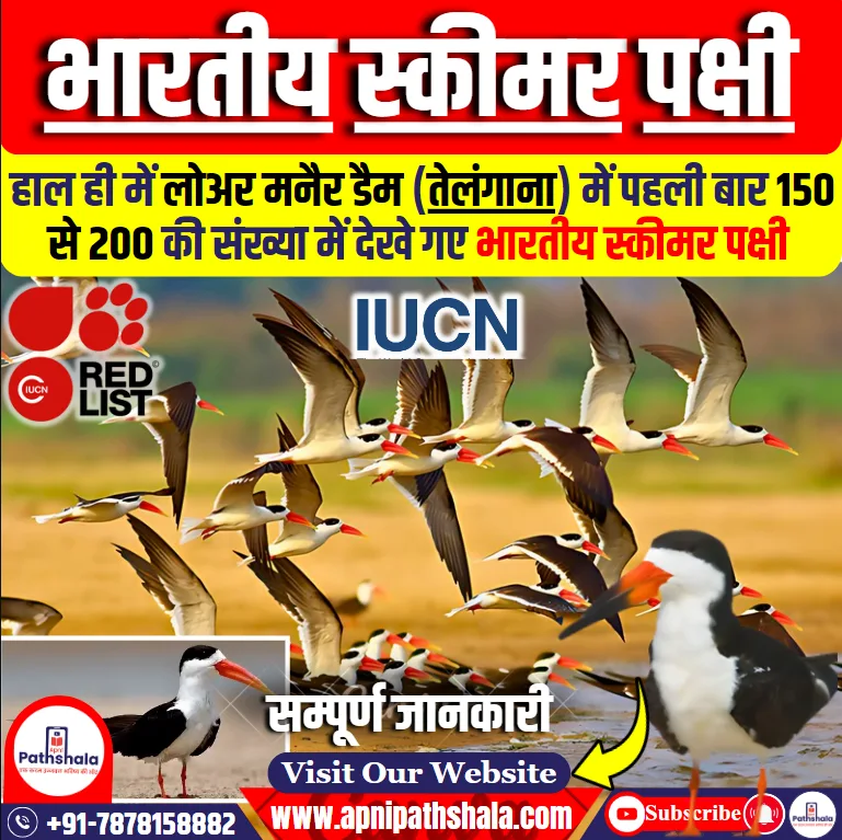 भारतीय स्कीमर