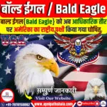 बॉल्ड ईगल