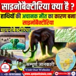 साइनोबैक्टीरिया