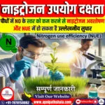 नाइट्रोजन उपयोग दक्षता