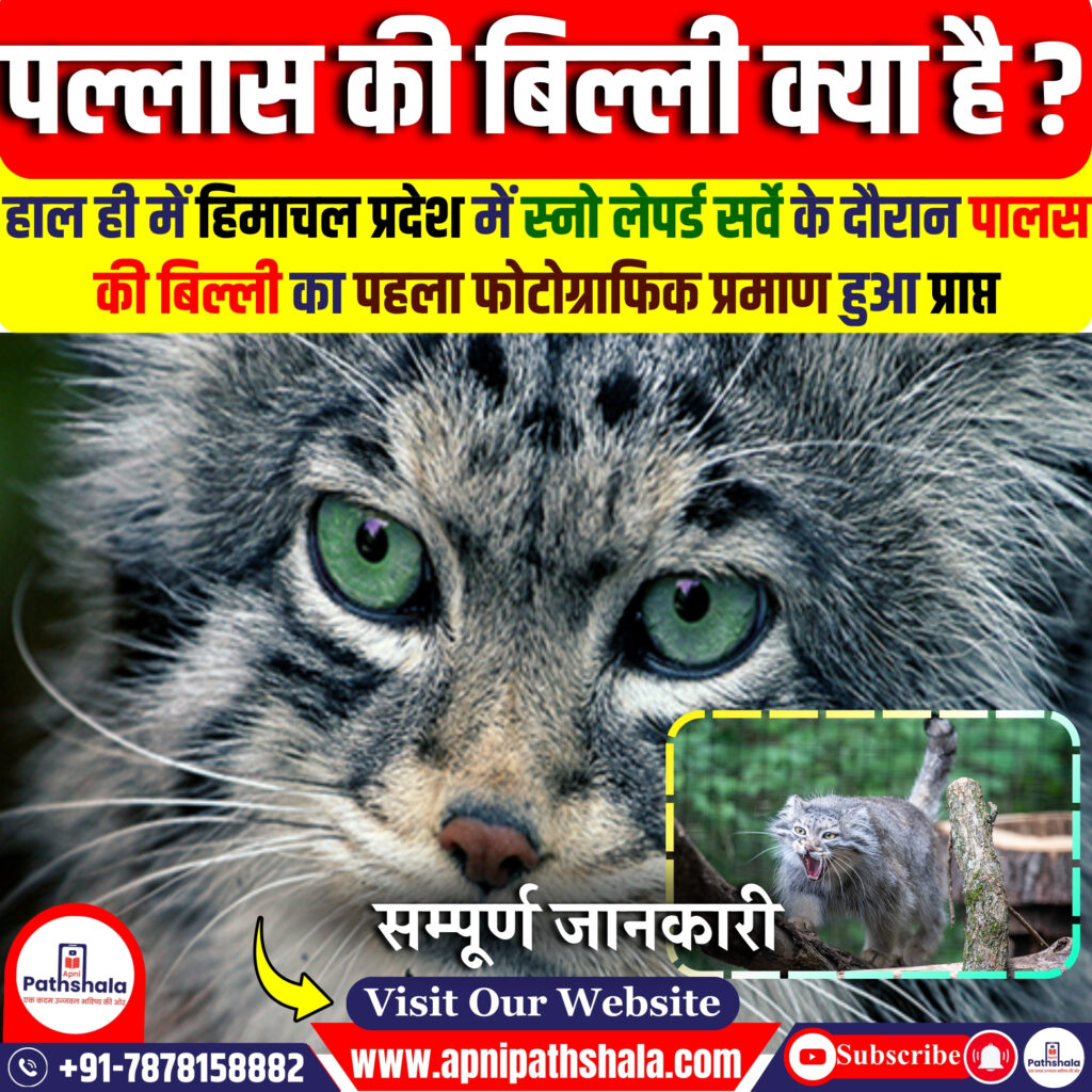 पल्लास की बिल्ली