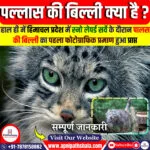 पल्लास की बिल्ली