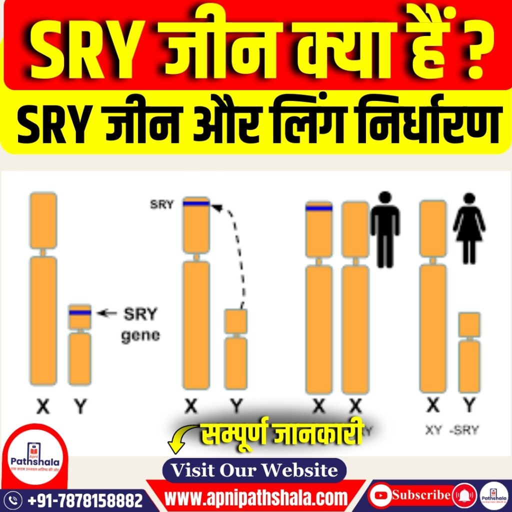 SRY जीन क्या हैं?