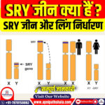 SRY जीन क्या हैं?