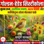 गोल्डन-हेडेड सिस्टीकोला