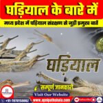 घड़ियाल के बारे में