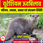 यूरेशियन ऊदबिलाव