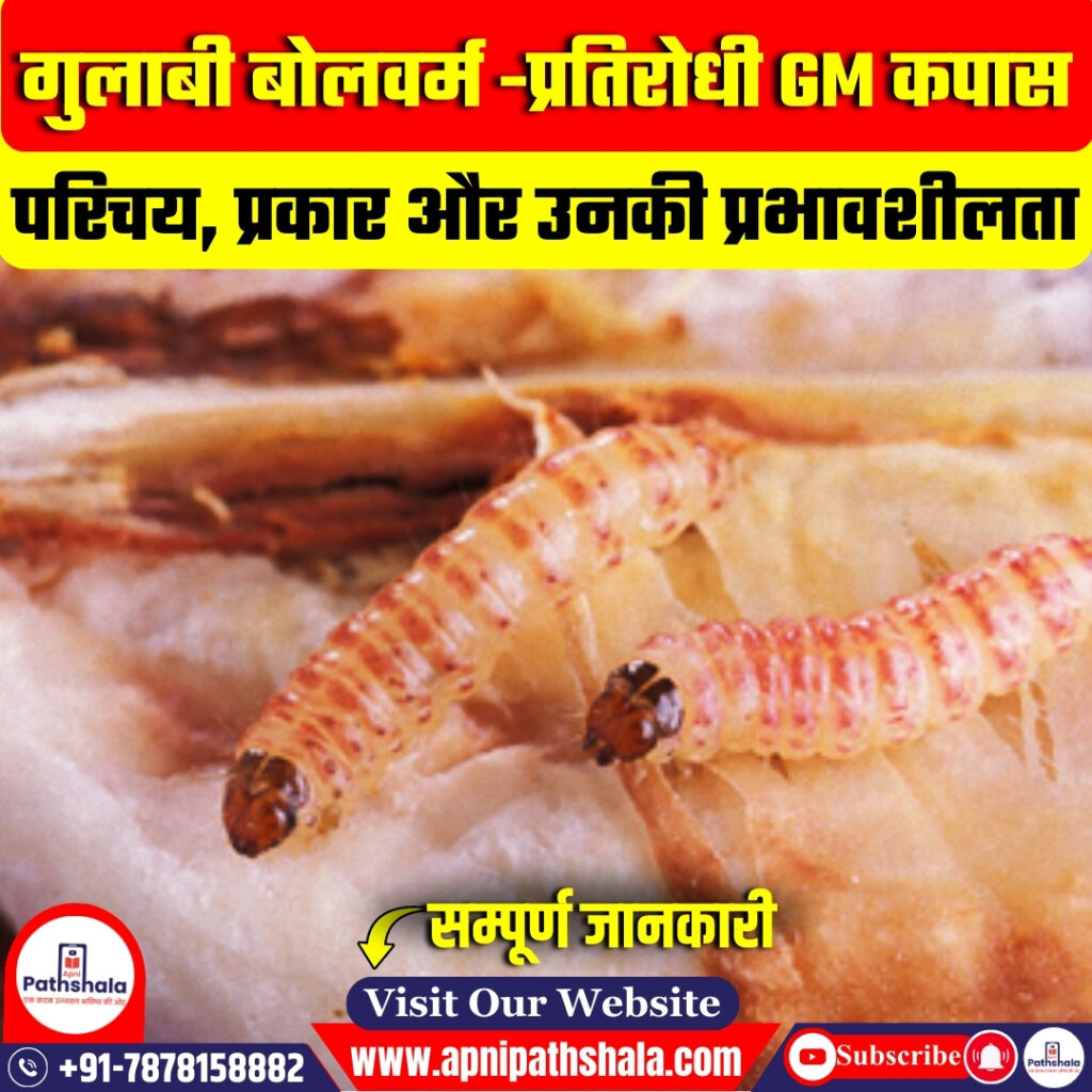 गुलाबी बोलवर्म प्रतिरोधी GM कपास