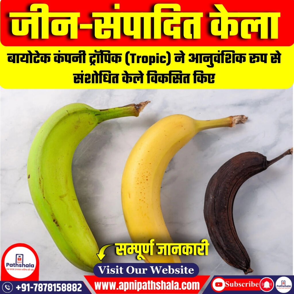 जीन-संपादित केला