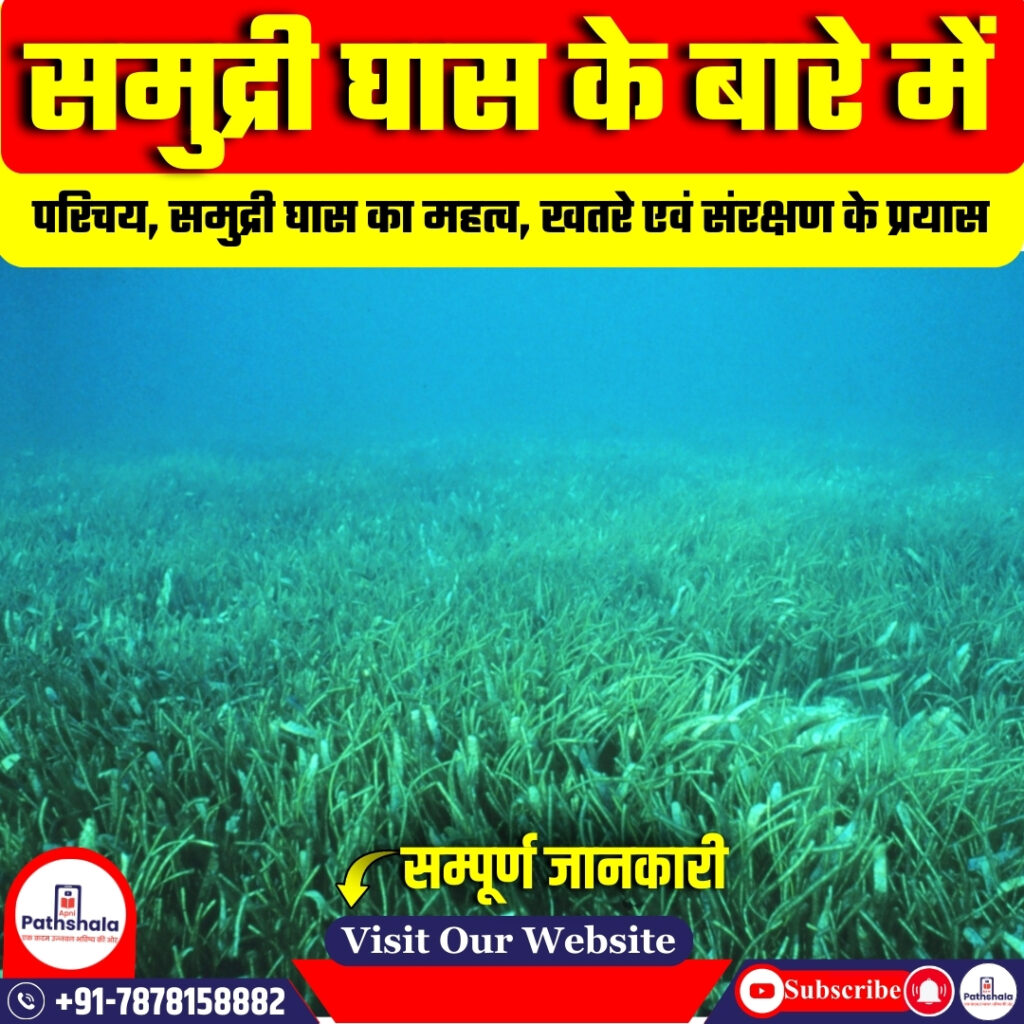 समुद्री घास