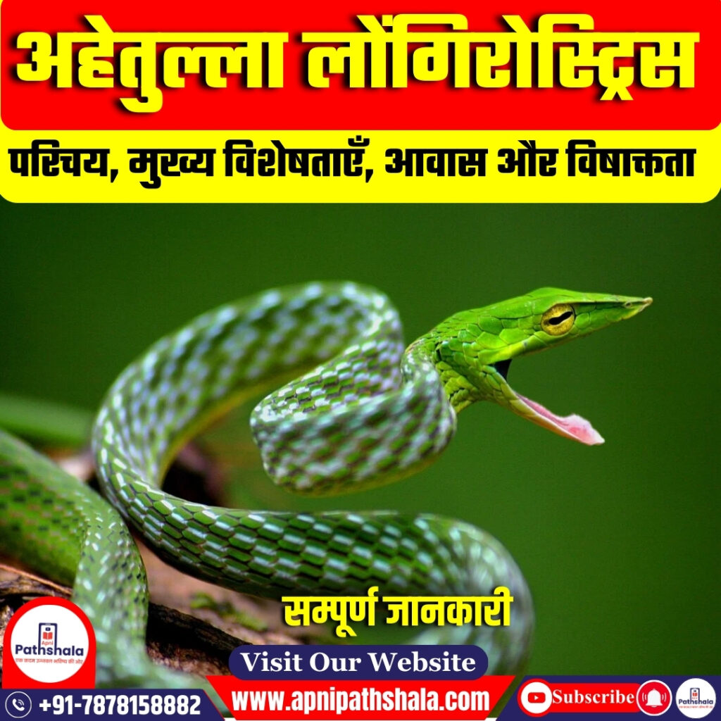 अहेतुल्ला लोंगिरोस्ट्रिस (Ahaetulla longirostris)