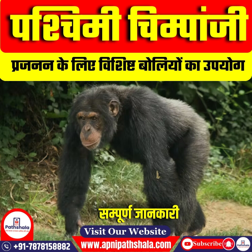 पश्चिमी चिम्पांजी