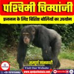 पश्चिमी चिम्पांजी (Western Chimpanzee)