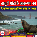 समुद्री शेर / Sea Lions