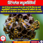 स्टिंगलेस मधुमक्खियाँ (Stingless Bees) UPSC Preparation