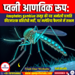 प्वनी आणविक रूप (Pwani Molecular Form)