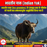 भारतीय याक (Indian Yak) – UPSC Preparation