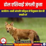 ढोल एशियाई जंगली कुत्ता (Cuon alpinus Dhole) | Apni Pathshala