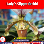 Lady’s Slipper Orchid