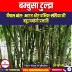 बम्बुसा टुल्डा (Bambusa Tulda) | UPSC Preparation