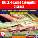 Black-headed Caterpillar Disease