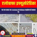 एलोग्राफा इफ्यूसोरेडिका (Allographa effusosoredica) | UPSC Preparation
