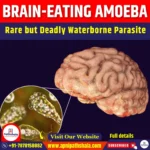 Brain-Eating Amoeba