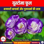 यूस्टोमा फूल (Eustoma Flower) | UPSC