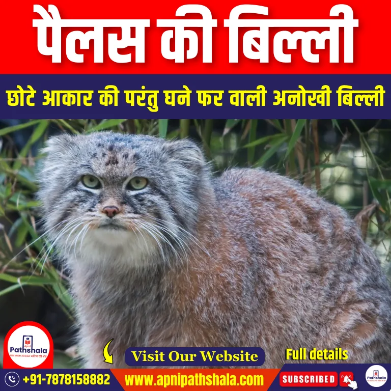 पैलस की बिल्ली (Pallas Cat) | Apni Pathshala