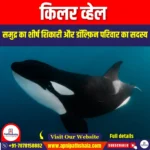 किलर व्हेल (Orca) | UPSC Preparation