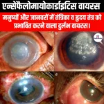 एन्सेफैलोमायोकार्डाइटिस वायरस (EMCV) | UPSC