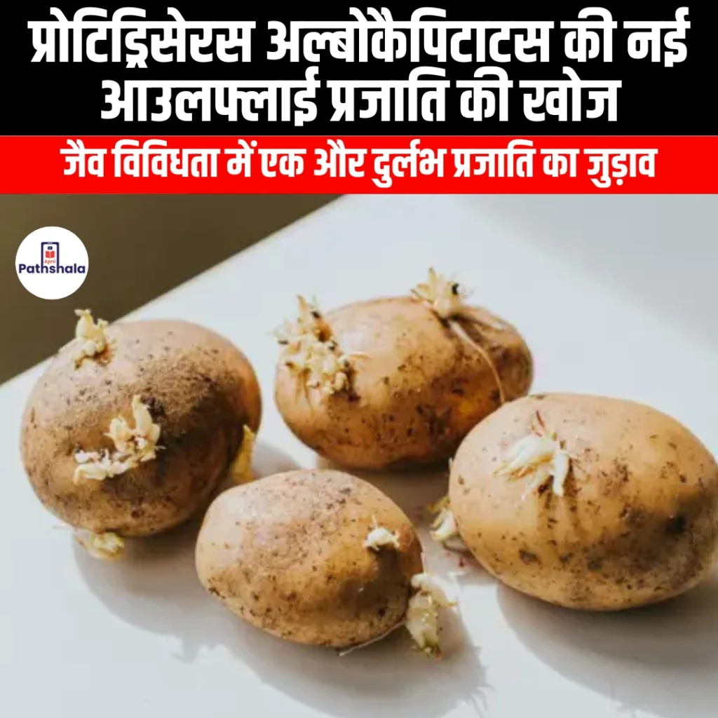 प्रोटिड्रिसेरस अल्बोकैपिटाटस की नई आउलफ्लाई प्रजाति की खोज (Discovery of a new owlfly species Protidricerus albocapitatus) | Apni Pathshala