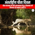 अंतर्राष्ट्रीय चीता दिवस (International cheetah day) | Apni Pathshala