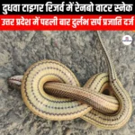 दुधवा टाइगर रिजर्व में पहली बार रेनबो वाटर स्नेक (Rainbow water snake spotted for the first time in Dudhwa Tiger Reserve) | UPSC