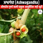 अश्वगंधा (Ashwagandha) | Apni Pathshala