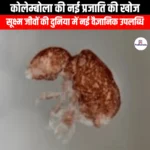 कोलेम्बोला की एक नई प्रजाति की खोज (Discovery of a new species of Collembola) | Ankit Avasthi Sir