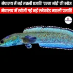 मेघालय में नई मछली प्रजाति चन्ना भोई की खोज (New fish species Channa Bhoi discovered in Meghalaya) | UPSC